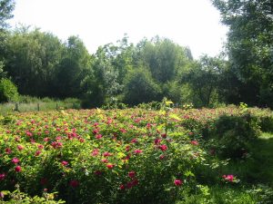 Champs de rose de provins